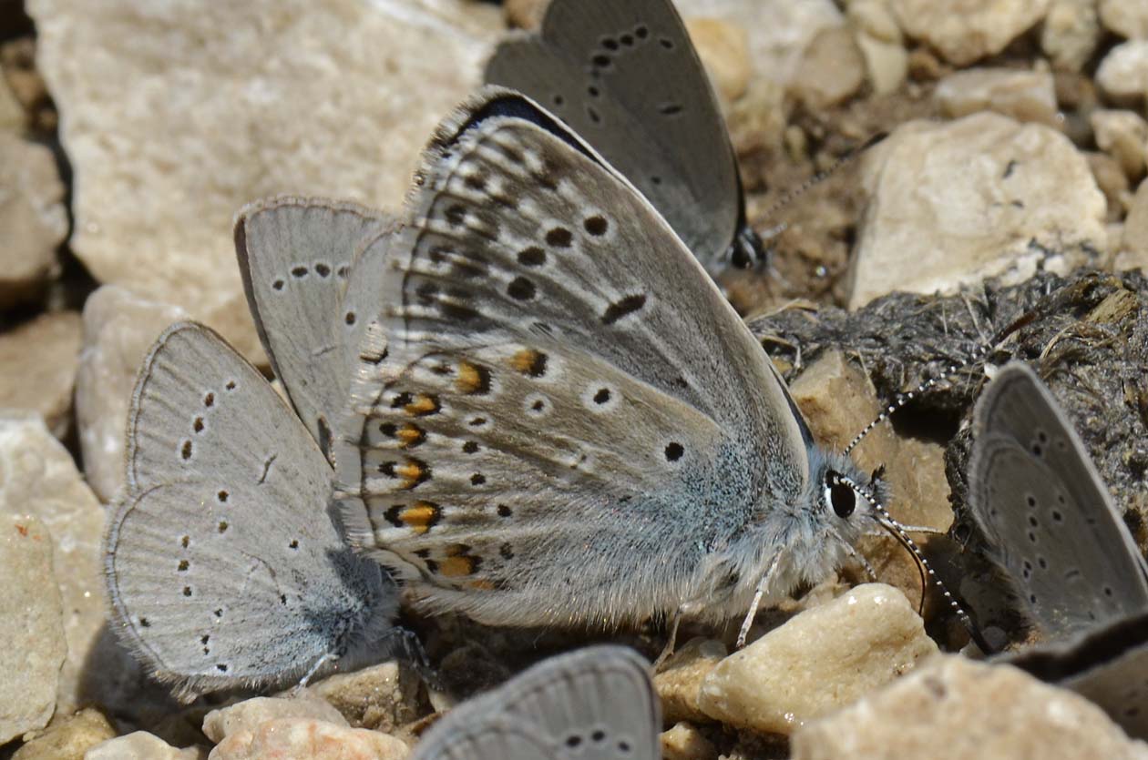 Polyommatus (Lysandra) bellargus ?